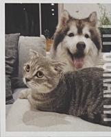 義大利凡賽紙、美國再生紙